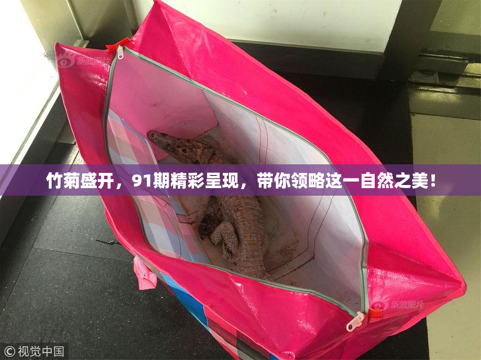 竹菊盛开，91期精彩呈现，带你领略这一自然之美！