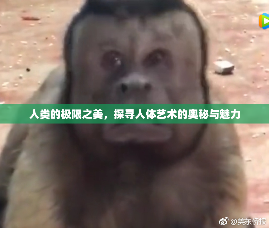 人类的极限之美，探寻人体艺术的奥秘与魅力