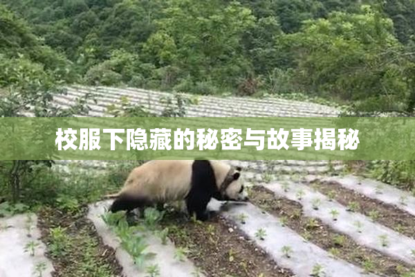 校服下隐藏的秘密与故事揭秘
