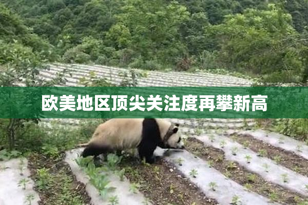 欧美地区顶尖关注度再攀新高