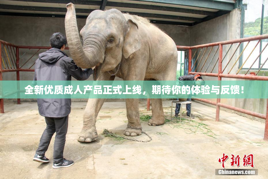 全新优质成人产品正式上线，期待你的体验与反馈！
