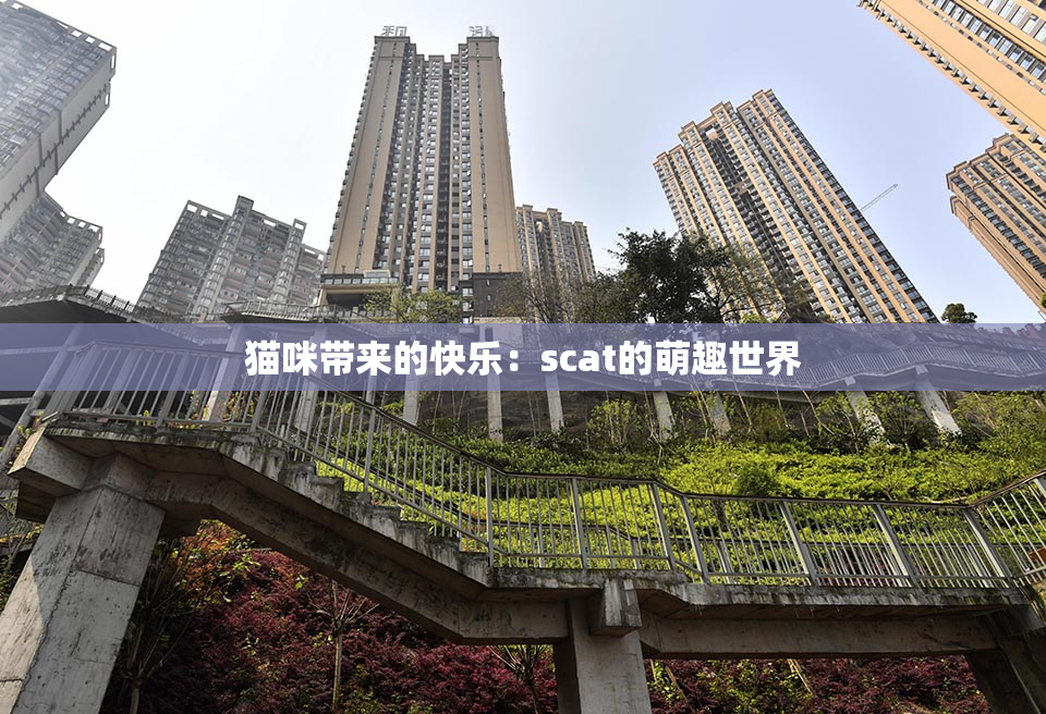 猫咪带来的快乐：scat的萌趣世界