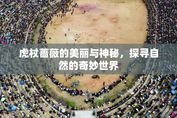 虎杖蔷薇的美丽与神秘，探寻自然的奇妙世界