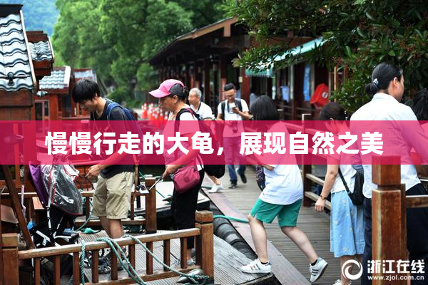 慢慢行走的大龟，展现自然之美