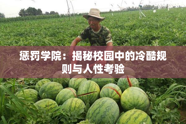 惩罚学院：揭秘校园中的冷酷规则与人性考验