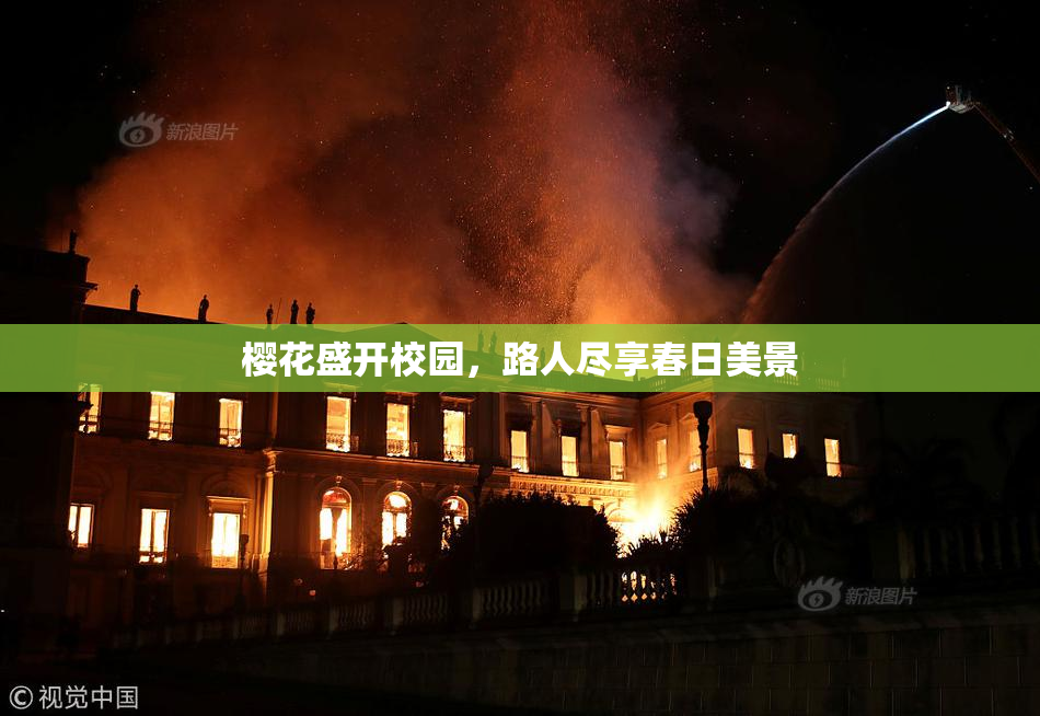 樱花盛开校园，路人尽享春日美景