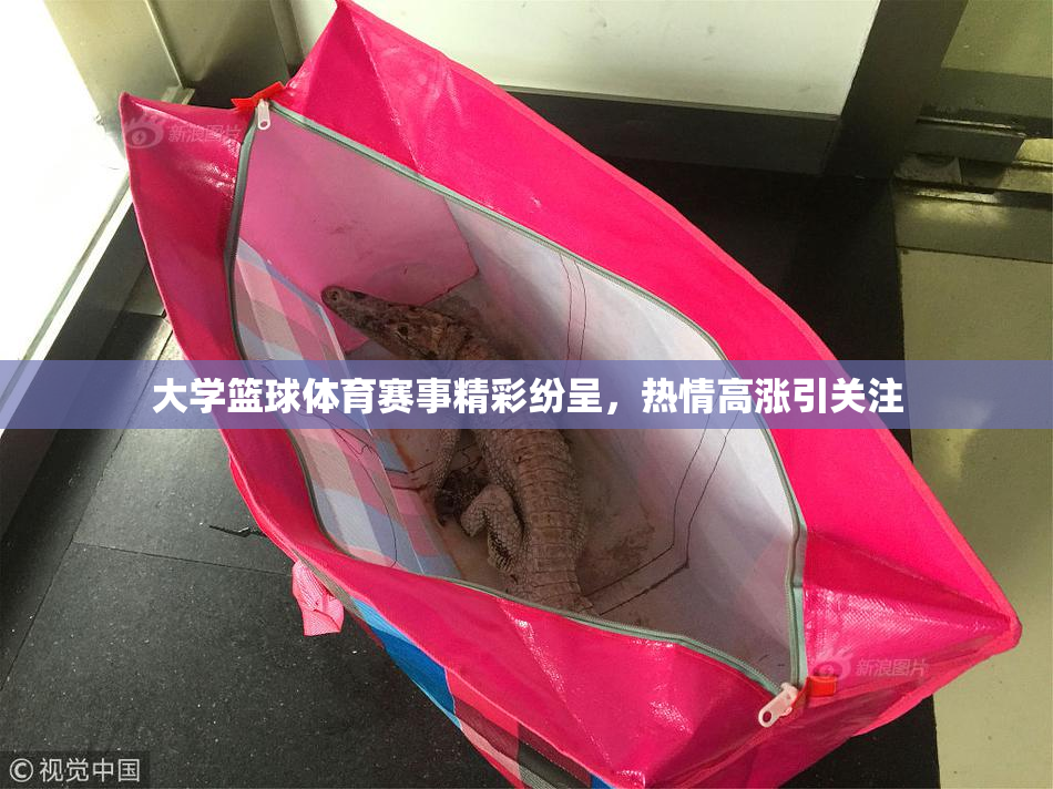 大学篮球体育赛事精彩纷呈，热情高涨引关注