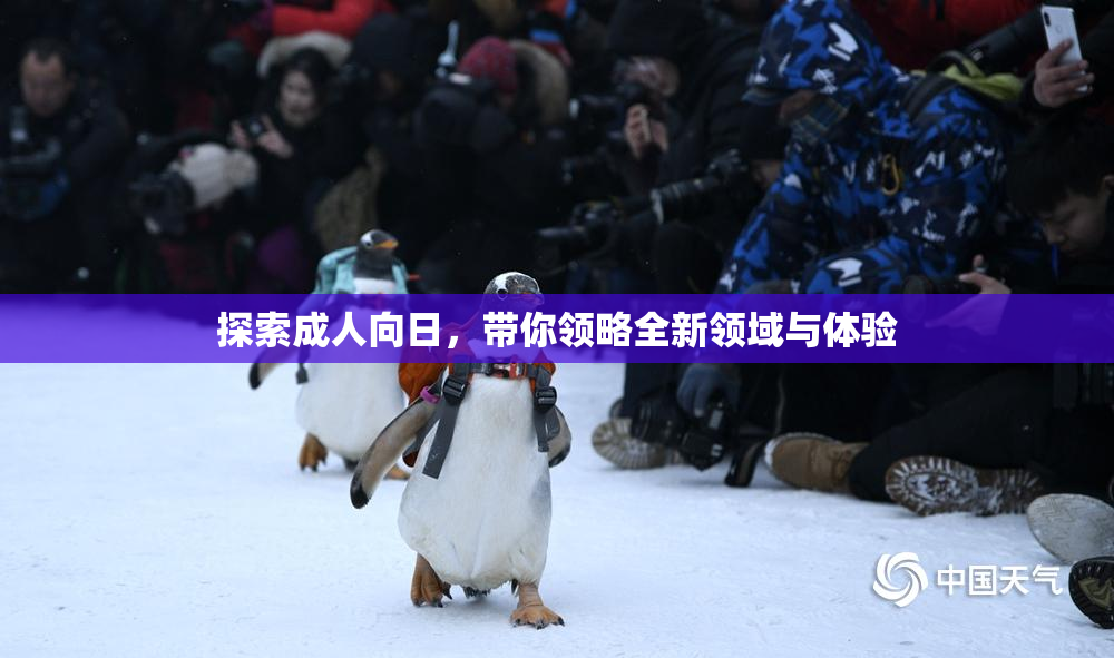 探索成人向日，带你领略全新领域与体验