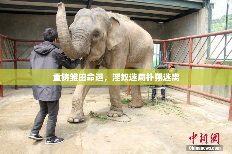 重铸雏田命运，淫奴迷局扑朔迷离