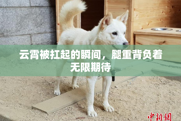 云霄被扛起的瞬间，腿重背负着无限期待
