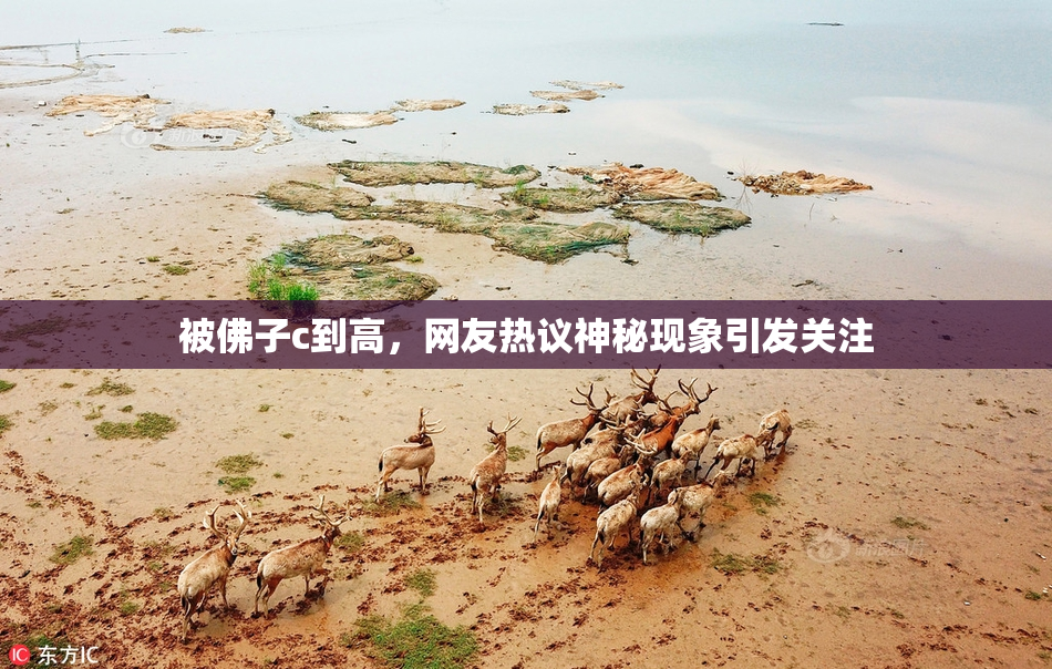被佛子c到高，网友热议神秘现象引发关注