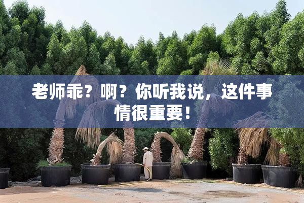老师乖？啊？你听我说，这件事情很重要！