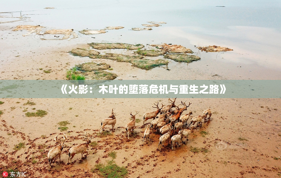 《火影：木叶的堕落危机与重生之路》
