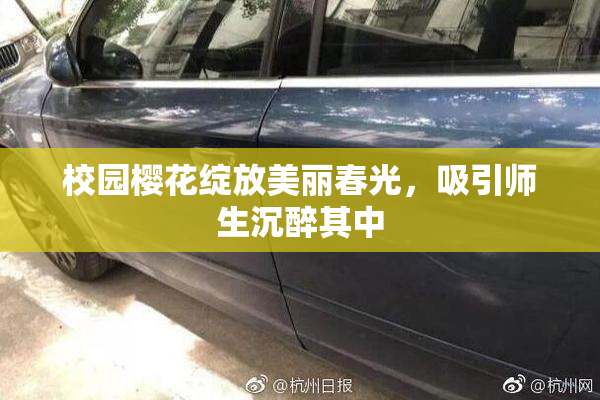校园樱花绽放美丽春光，吸引师生沉醉其中