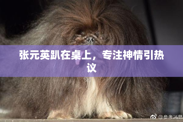 张元英趴在桌上，专注神情引热议