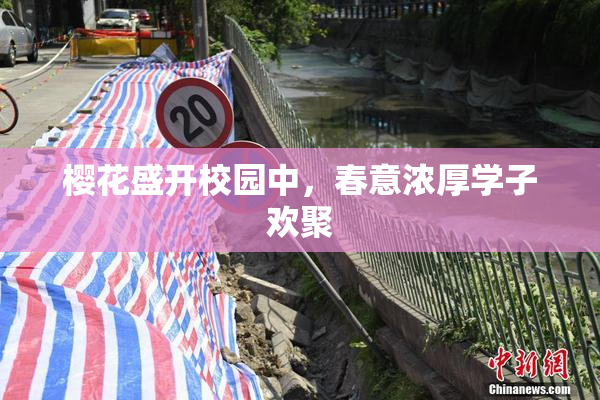 樱花盛开校园中，春意浓厚学子欢聚
