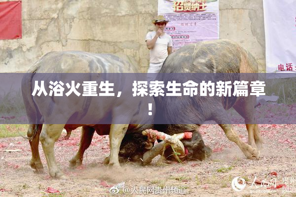 从浴火重生，探索生命的新篇章！