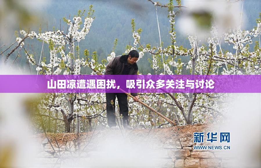 山田凉遭遇困扰，吸引众多关注与讨论