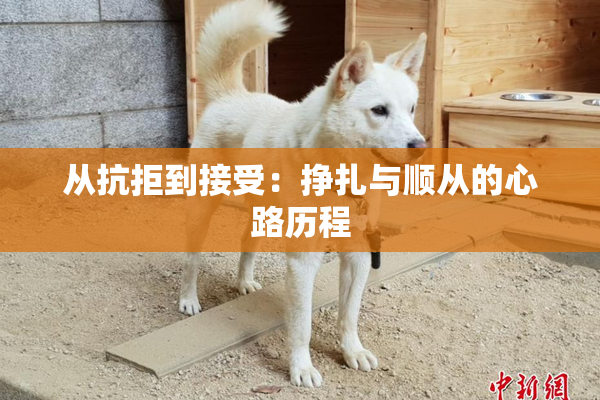从抗拒到接受：挣扎与顺从的心路历程