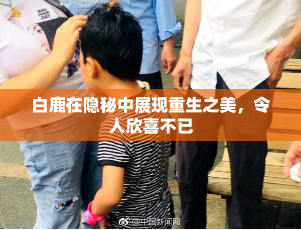 白鹿在隐秘中展现重生之美，令人欣喜不已