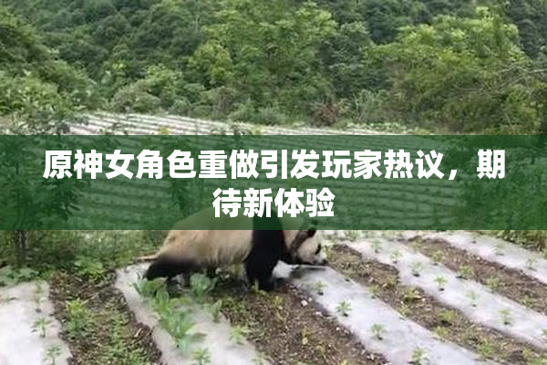原神女角色重做引发玩家热议，期待新体验