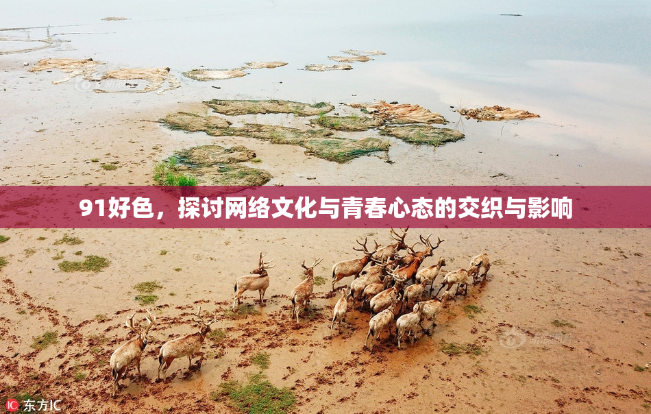 91好色，探讨网络文化与青春心态的交织与影响