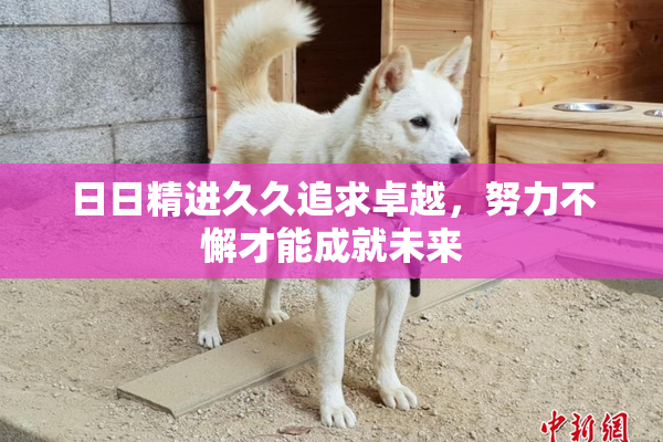 日日精进久久追求卓越，努力不懈才能成就未来