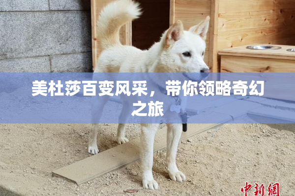 美杜莎百变风采，带你领略奇幻之旅