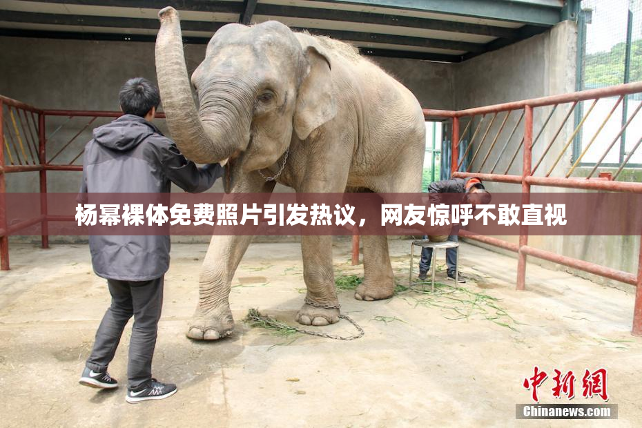 杨幂裸体免费照片引发热议，网友惊呼不敢直视