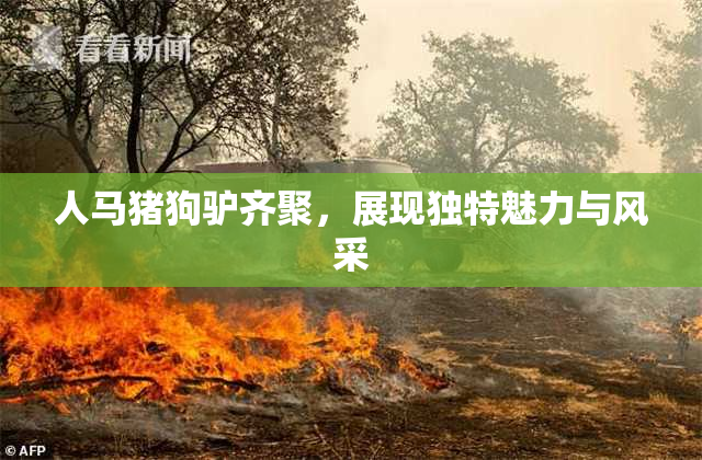 人马猪狗驴齐聚，展现独特魅力与风采