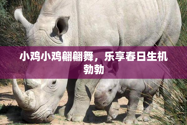 小鸡小鸡翩翩舞，乐享春日生机勃勃