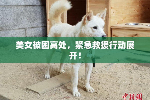 美女被困高处，紧急救援行动展开！