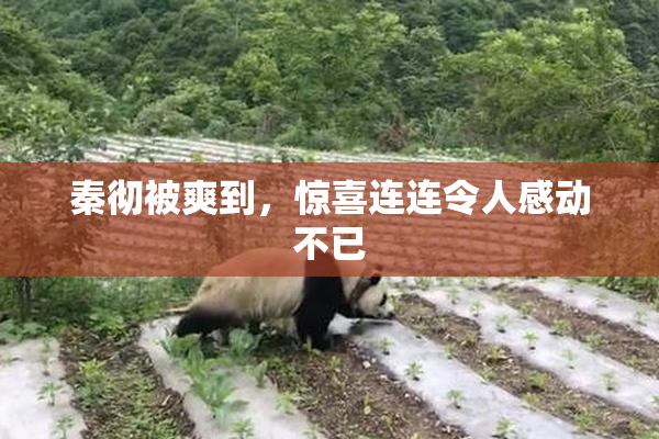 秦彻被爽到，惊喜连连令人感动不已