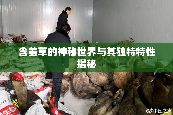 含羞草的神秘世界与其独特特性揭秘