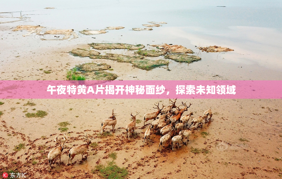 午夜特黄A片揭开神秘面纱，探索未知领域