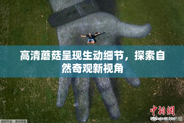 高清蘑菇呈现生动细节，探索自然奇观新视角