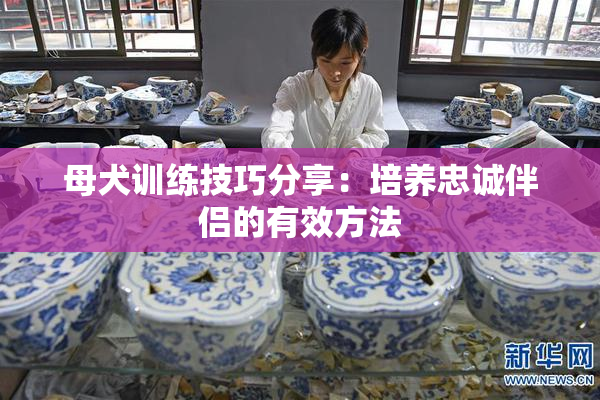 母犬训练技巧分享：培养忠诚伴侣的有效方法