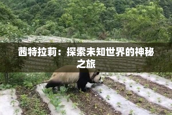 茜特拉莉：探索未知世界的神秘之旅