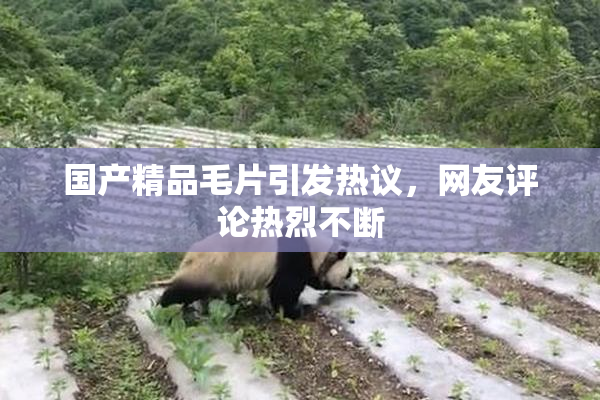 国产精品毛片引发热议，网友评论热烈不断