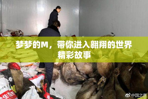 梦梦的M，带你进入翱翔的世界精彩故事