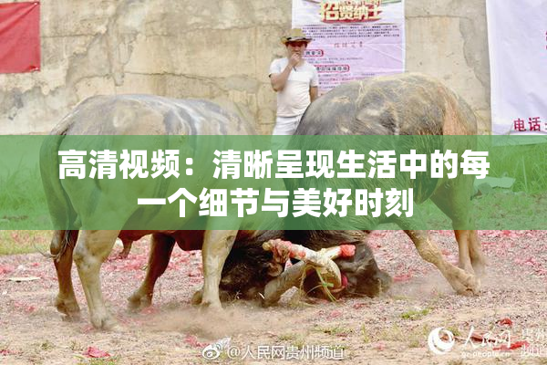 高清视频：清晰呈现生活中的每一个细节与美好时刻