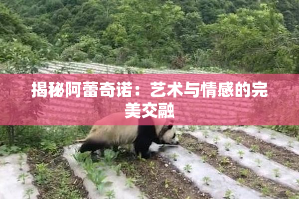 揭秘阿蕾奇诺：艺术与情感的完美交融
