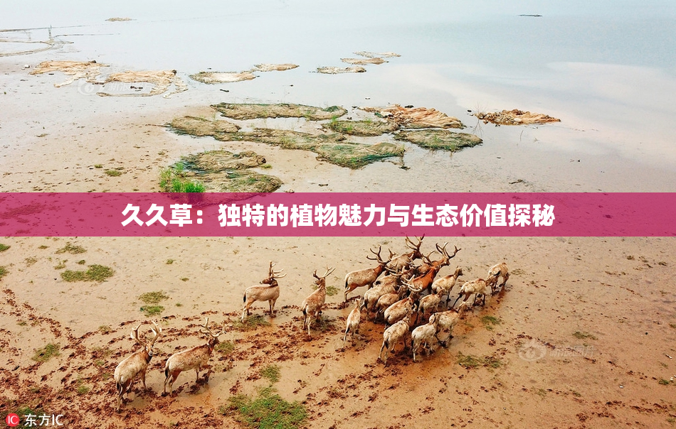 久久草：独特的植物魅力与生态价值探秘