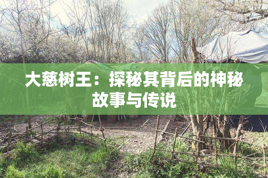 大慈树王：探秘其背后的神秘故事与传说