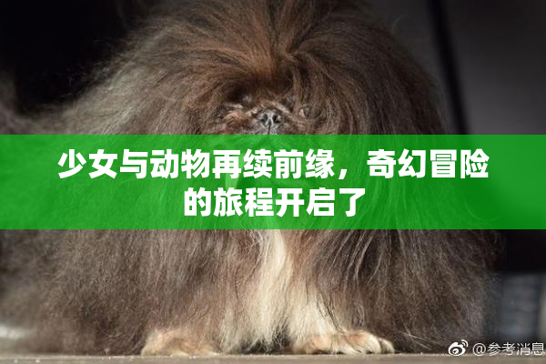 少女与动物再续前缘，奇幻冒险的旅程开启了