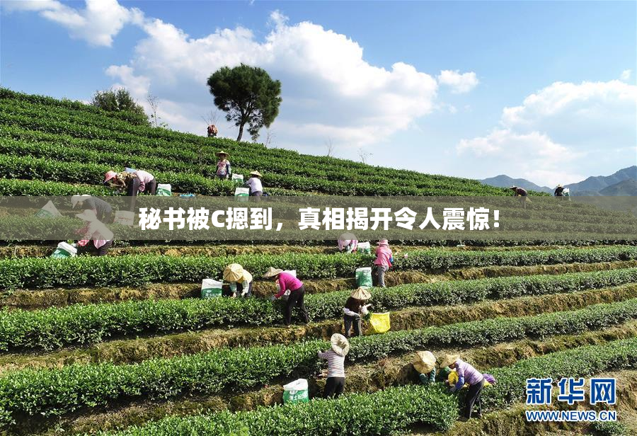 秘书被C摁到，真相揭开令人震惊！