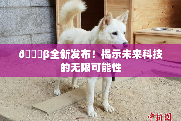 🔞β全新发布！揭示未来科技的无限可能性