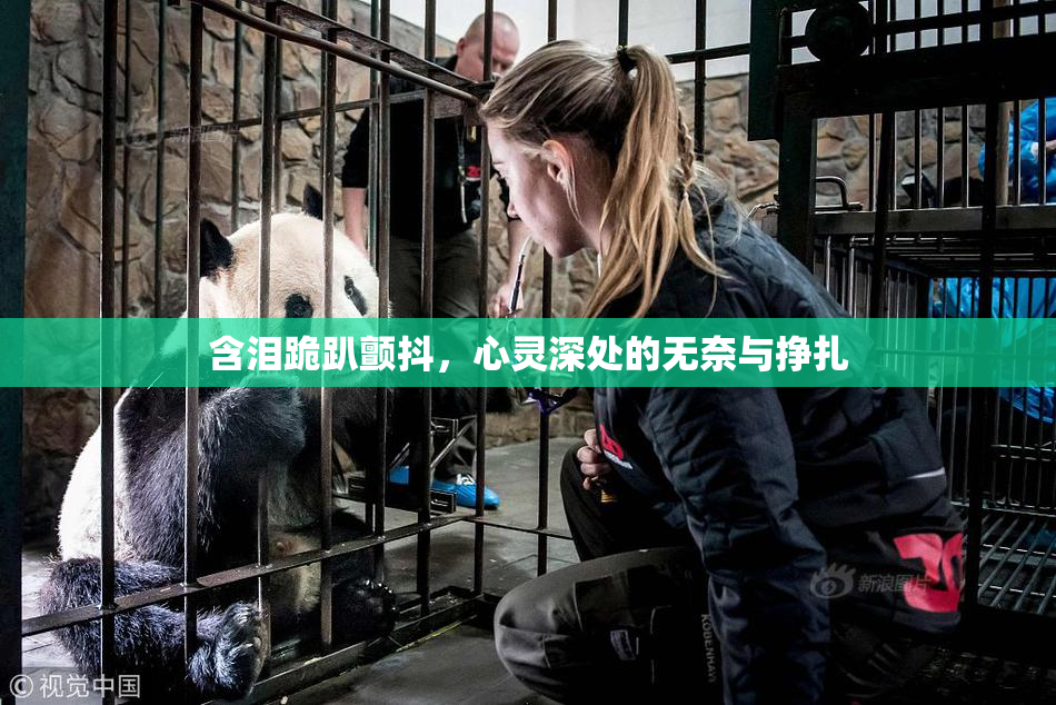 含泪跪趴颤抖，心灵深处的无奈与挣扎
