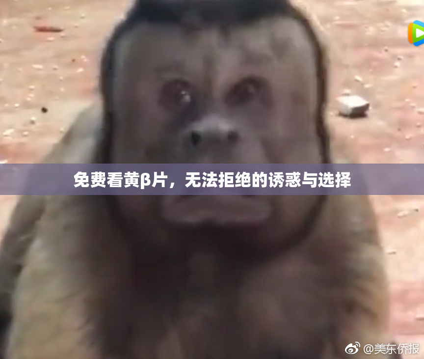 免费看黄β片，无法拒绝的诱惑与选择