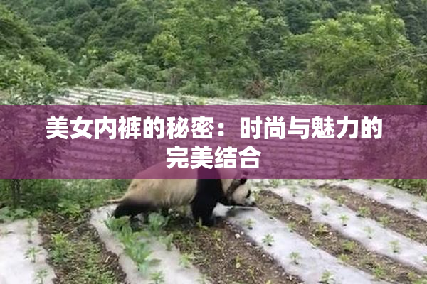 美女内裤的秘密：时尚与魅力的完美结合